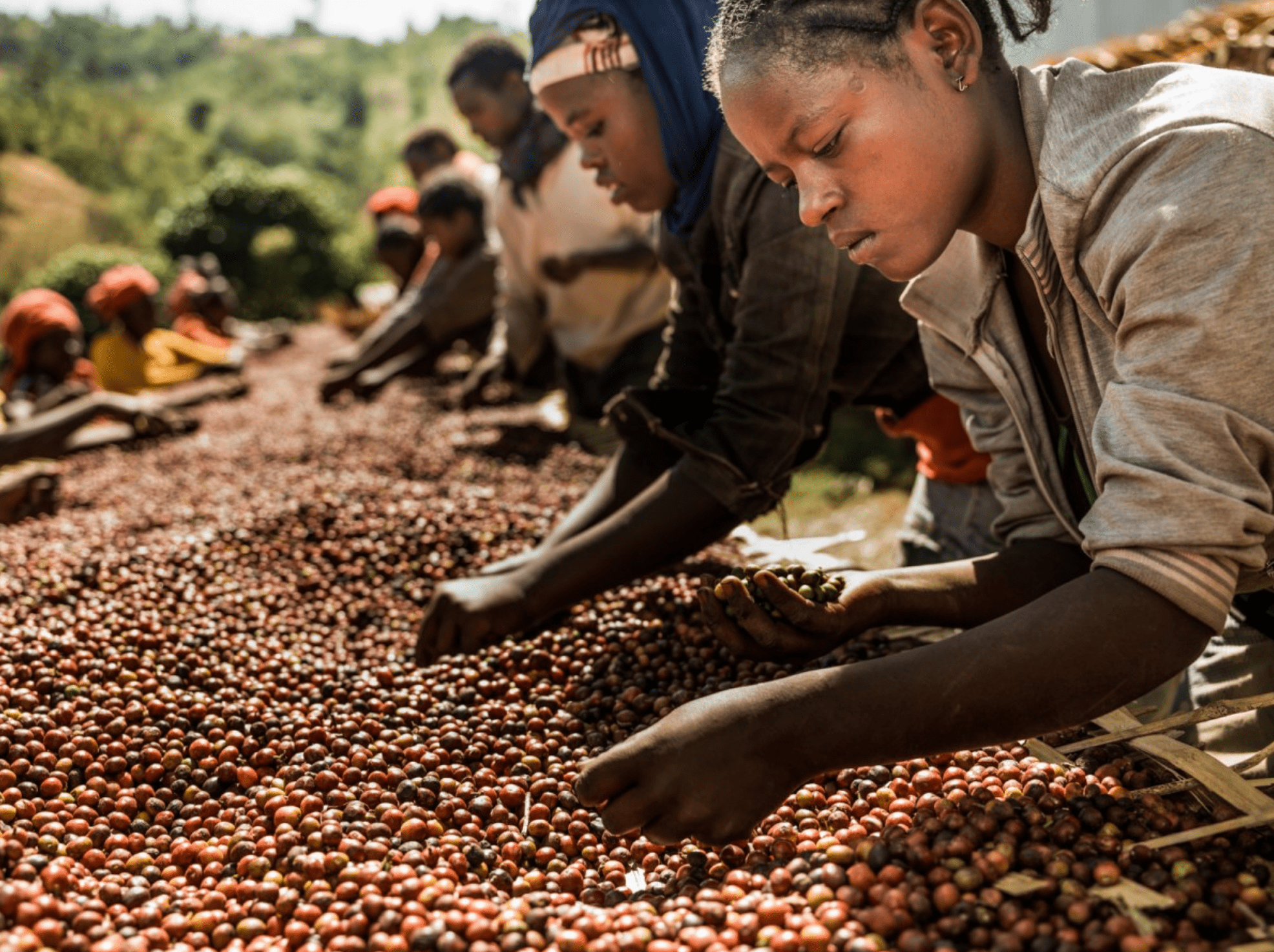 Kivu [Congo] - Gregorys Coffee