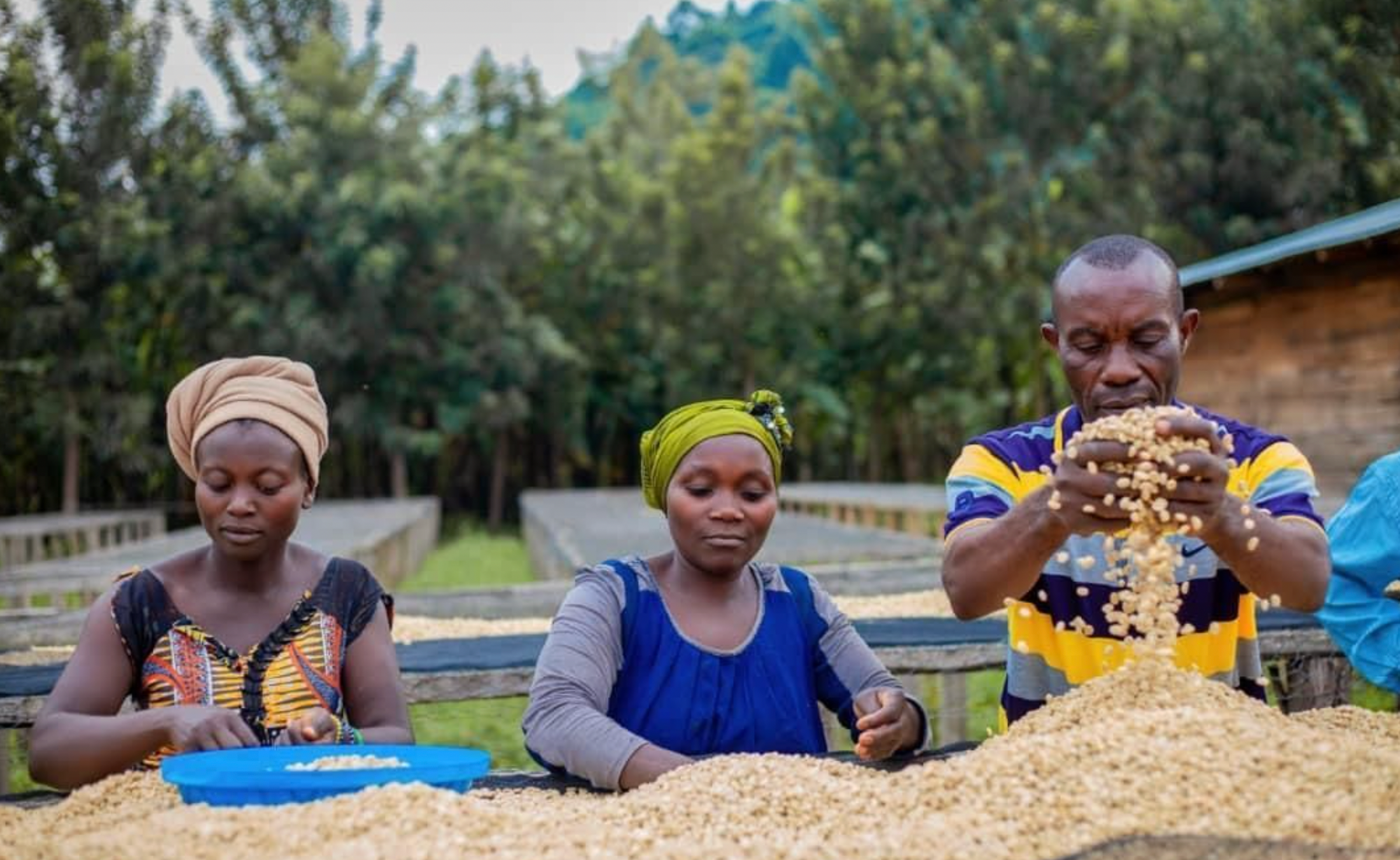 Kivu [Congo] - Gregorys Coffee