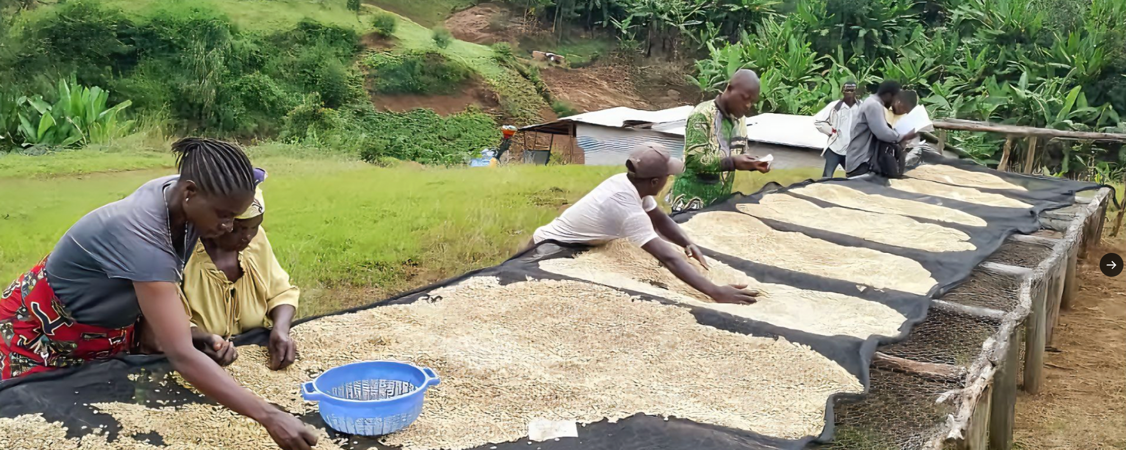 Kivu [Congo] - Gregorys Coffee